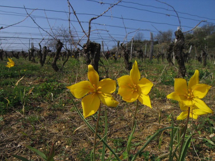 Tulipa sylvestris